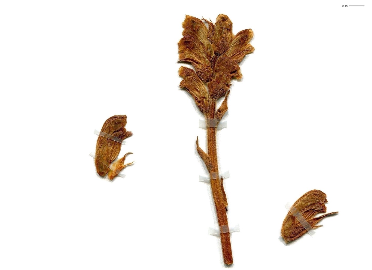 Orobanche teucrii (Orobanchaceae)